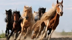 Ciekawe fakty dotyczące koni