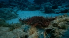 Ciekawe fakty dotyczące morskich jeży