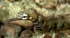 Ciekawe fakty dotyczące igieł morskich