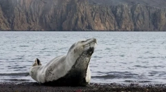 Ciekawe fakty o lampartach morskich