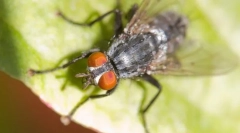 Ciekawe fakty dotyczące much