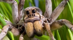 Ciekawe fakty dotyczące spider-wolfa