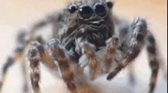 Ciekawe fakty dotyczące kształtu spidera