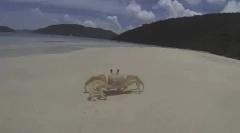 Ciekawe fakty dotyczące skorupiaków