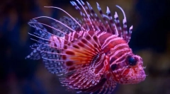 Ciekawe fakty dotyczące ryb