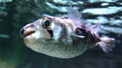 Ciekawe fakty dotyczące ryb fugu