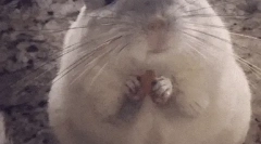 Ciekawe fakty o chinchillach