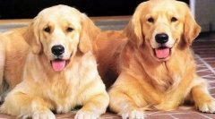 Ciekawe fakty dotyczące psów