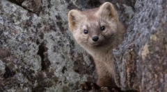 Ciekawe fakty o sobyoli