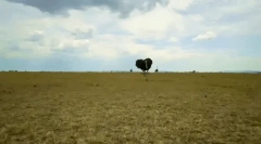 Ciekawe fakty dotyczące strusia