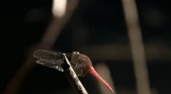 Ciekawe fakty o dragonfly