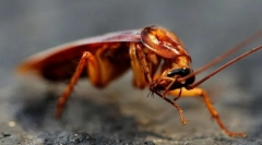 Ciekawe fakty dotyczące karaluchów