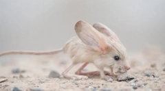 Ciekawe fakty o tuccanchik