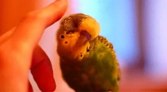 Ciekawe fakty dotyczące falistego papug