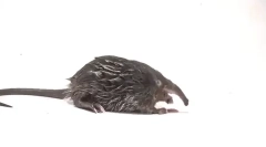 Ciekawe fakty o czarownicy