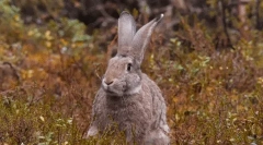 Ciekawe fakty dotyczące zających