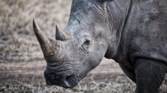 Ciekawe fakty dotyczące zwierząt z czerwonej książki