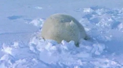 Ciekawe fakty dotyczące zwierząt tundry