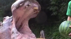 Ciekawe fakty dotyczące zębów zwierzęcych