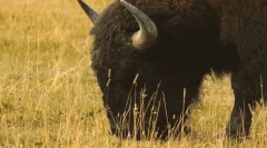 Ciekawe fakty o żubie