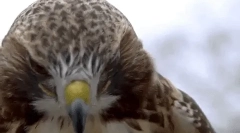 Ciekawe fakty o jastrzębie