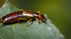 Ciekawe fakty dotyczące mieszkańców