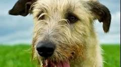 Irlandzki wolfhound (zdjęcia): umiejętny myśliwy z arystokratycznym wyglądem