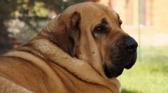Hiszpański mastiff
