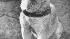 Historia hachiko - najbardziej oddany w świecie psa (7 zdjęć)