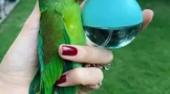 Historia łysy parrot rei