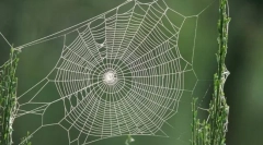 Co spider ukrywa swoją sieć?