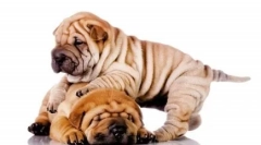 Z głębokości wieków: lista najstarszych ras psów