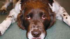 Nadmiarowy wzrost hormonu