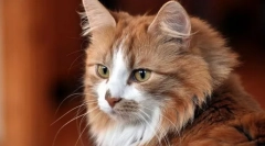 Zmiany w zachowaniu kota, wspólne dla większości chorób