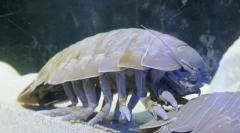 Isopod