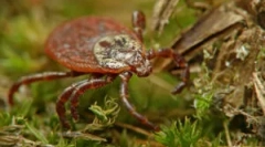 Usuwanie kleszcza w domu