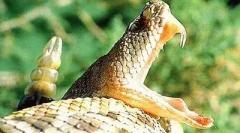 Trucizna w życiu zwierzęcego