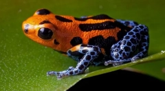 Trujące żaby (treewolves, liisolany)
