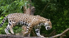 Jaguar (zdjęcie zwierząt): lucky i piękny duży kot