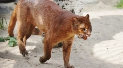 Jaguarundi