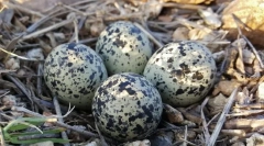 Jajko. Budynek, rozmiary, kształt i jaja kolorów