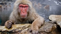 Japoński macak