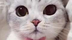 Japońskie pseudonimy dla kotów i kotów