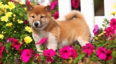 Japońskie rasy psów: zdjęcie, krótki opis, funkcje