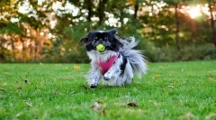 Japońskie hin (zdjęcie): starożytna rasa psów pokoju