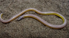 Lizard california non-fore