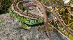 Środkowa jaszczurka