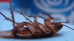 Skuteczna refleksja na zniszczenie karaluchów