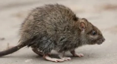 Skuteczne refrakcja i trucizny ze szczurów