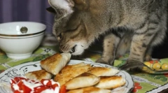 Skuteczne metody nauczania kotów i kotów z lasagny